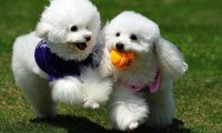 贵宾犬和雪纳瑞哪个好养吗?其实还是要看这些方面