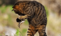 猫为什么喜欢吃鱼？是必然还是偶然？