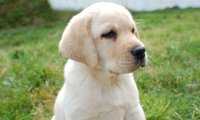 拉布拉多喂什么好？这些食物放心吃