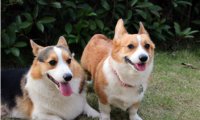柯基犬在哪里买?擦亮眼睛看清楚咯
