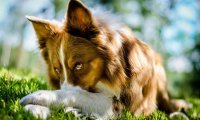 怎么判别边境牧羊犬,这几点标准要记住了