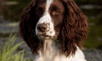 史宾格犬训练方法大全,掌握基础容易上手