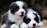 边境牧羊犬一胎几只?成年健康一般都是这样的