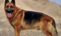 德国牧羊犬战斗力如何,还是跟训练有关