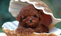 贵宾犬不喂狗粮可以吗?这份建议请看看
