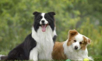 边境牧羊犬厉害吗?这些方面真的很厉害