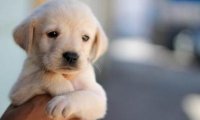 狂犬病的狗有什么症状?注意这些细节