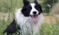 边境牧羊犬吃米饭吗?主要就是一个量的问题