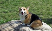柯基犬有几个品种?常见的就这几个