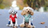 贵宾犬可以吃红薯吗?答案是肯定的