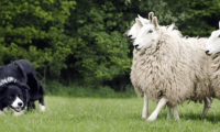 边境牧羊犬名字的由来,说起来还挺有意思的