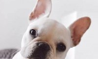 斗牛犬和史宾格哪个好?只能说各有所长