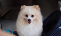 博美掉毛严重是什么原因?这几个原因最容易引发了