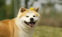 柴犬和秋田犬的价格,多方面对比