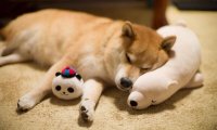 狗狗能吃鸡蛋吗?这些知识你需了解下
