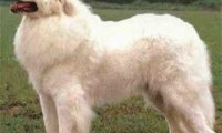 大白熊犬能长多大?可能比一般人都重