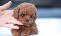 泰迪犬如何喂养？这些方法需要了解清楚