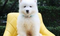 萨摩耶为什么老是叫?那是你关注不到位