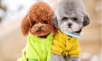 泰迪拉肚子怎么办?泰迪拉肚子的处理方法