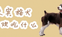 史宾格犬喜欢吃什么,注意这些让它食不合嘴
