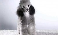 纯种贵宾犬有黑色的吗?一起来学习下