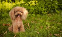 贵宾犬尿频是怀孕吗?不排除这些可能