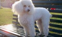 贵宾犬睡觉发抖是怎么回事?有以下几点原因
