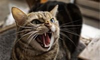 猫生气的表现,这些表现都能说明