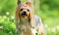 西施犬和约克夏的区别,简直不要太像