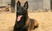马犬要怎么训练,只需这一招