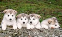 狂犬病前期症状,这些症状必须注意