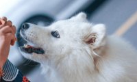 萨摩耶犬吃什么，来了解一下它的饮食