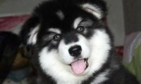 阿拉斯加犬吃什么食物,饮食注意事项大全
