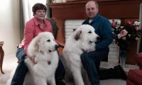 大白熊犬不听话怎么办?严格的加强训练