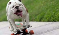 斗牛犬有哪些品种,各个国家斗牛犬都不同