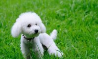 贵宾犬冬天掉毛怎么回事?排查下这些原因