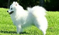 银狐犬和萨摩耶哪个贵?全面的来给你分析下