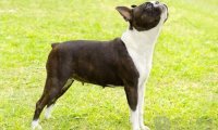 波士顿犬和法斗区别,一些分辨小细节