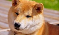怎样训练秋田犬，秋田犬训练方法
