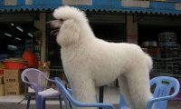 贵宾犬会看家吗?取决于主人的训练