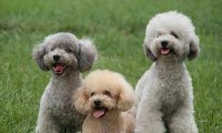贵宾犬掉毛厉害吗?日常的护理很重要