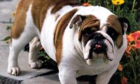 不养英国斗牛犬的理由,第一条就够你受的