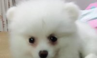 博美不吃狗粮可以吗?当然是不可以的