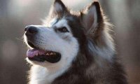 阿拉斯加犬自制狗粮,勤快好学的铲屎官狗子都爱