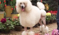 贵宾犬每只都可站立行走吗?需要这些方面的训练