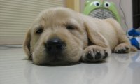 寻回犬怎么训练?简单的办法你得了解
