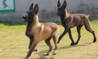 怎样挑选马犬幼犬?看这几点符合标准吗