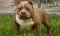 恶霸犬咬人吗?看着样子还是防着点