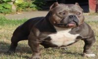 恶霸犬掉毛吗?有什么解决办法