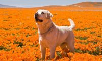拉布拉多能长多大?标准的中型犬体型